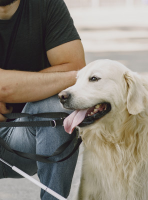 Gossos d'assistència